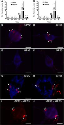 Expression Profiling, Downstream Signaling, and Inter-subunit Interactions of GPA2/GPB5 in the Adult Mosquito Aedes aegypti